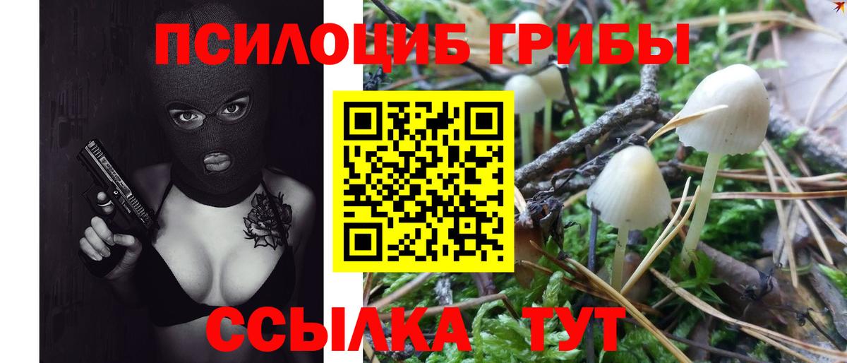 Галлюциногенные грибы Psilocybe  Старая Русса 