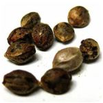 Семена марихуаны АК-47  (Seeds AK-47) в Старой Руссе
